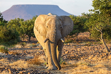 Elephant (Loxodonta africana), Damaraland, Kunene, Namibia, Africa