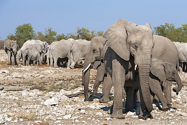 Elephants (Loxodonta africana), Etosha National Park, Namibia, Africa