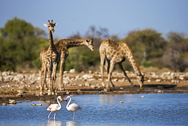 Giraffe (Giraffa camelopardalis) ,  greater flamingoes (Phoenicopterus ruber), Etosha National Park, Namibia, Africa