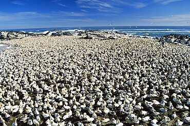 Cape gannet, Sula capensis, colony, Lambert's Bay, Western Cape, South Africa, Africa