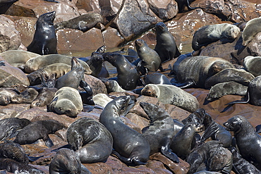 South African (Cape) fur seals (Arctocephalus pusillus pusillus), Cape Cross breeding colony, Namibia, Africa