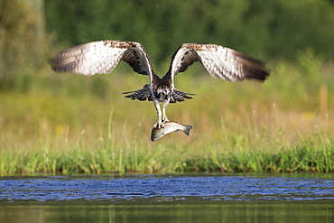 Osprey (Pandion haliaetus) catching trout, Rothiemurchus estate, Cairngorms, Scotland, United Kingdom, Europe