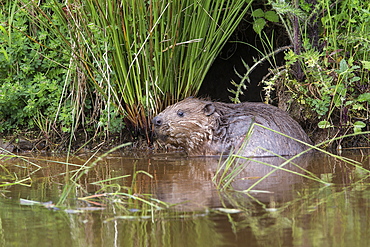 Eurasian beaver (Castor fiber), captive in breeding programme, United Kingdom, Europe