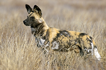 Wild dog (painted hunting dog) (Lycaon pictus), South Africa, Africa