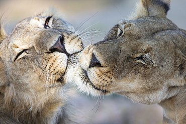 Lions (Panthera leo) grooming, Kgalagadi Transfrontier Park, South Africa, Africa