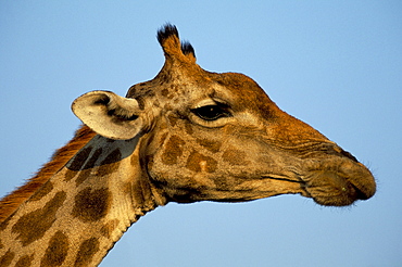 Head of a giraffe (Giraffa camelopardalis), South Africa, Africa