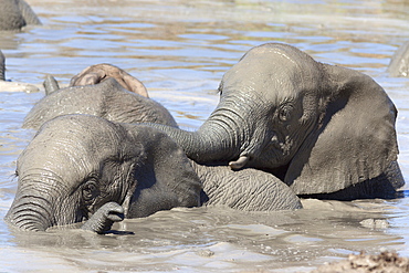 Elephants (Loxodonta africana) playing in water, Addo Elephant National Park, South Africa, Africa