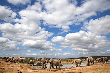 Elephants (Loxodonta africana) at water, Addo Elephant National Park, South Africa, Africa