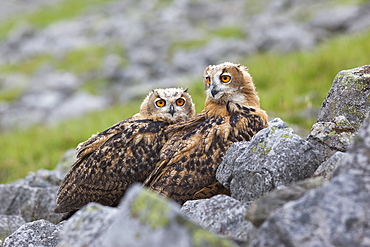European eagle owl chicks (Bubo bubo), captive, United Kingdom, Europe