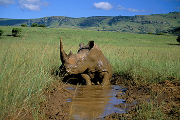 White rhino (Rhinoceros simum) cooling off, Itala Game Reserve, South Africa, Africa