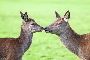 Red deer hind with young (Cervus elaphus), Arran, Scotland, United Kingdom, Europe