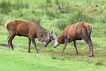 Red deer stags sparring (Cervus elaphus), Arran, Scotland, United Kingdom, Europe