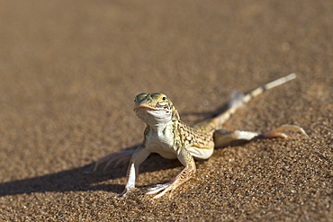 Shovel-snouted lizard (Meroles anchietae), Namib Desert, Namibia, Africa