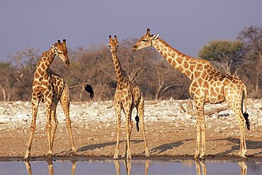 Three giraffe, Giraffa camelopardalis, at waterhole, Etosha National Park, Namibia, Africa