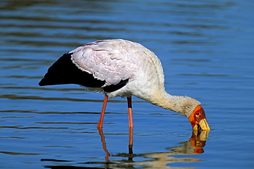 Yellow-billed stork (Mycteria ibis), Kruger National Park, South Africa, Africa