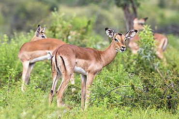 Impala (Aepyceros melampus) herd with young male feeding, Pilanesberg Game Reserve, North West province, South Africa, Africa