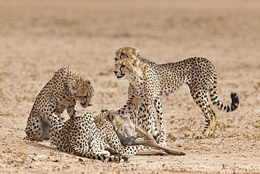 Cheetah (Acinonyx jubatus) killing baby common wildebeest (Connochaetes taurinus), Kgalagadi Transfrontier Park, South Africa, Africa