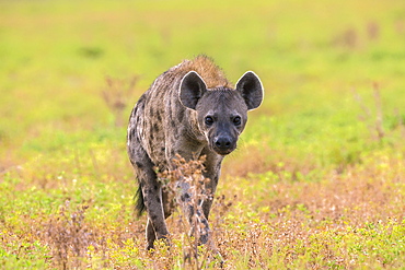 Spotted hyena (Crocuta crocuta), Kgalagadi Transfrontier Park, Northern Cape, South Africa, Africa