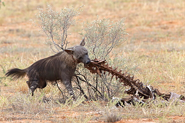 Brown hyena (Hyaena brunnea) scavenging remains of lion kill, Kgalagadi Transfrontier National Park, Northern Cape, South Africa, Africa