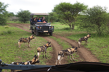 African wild dogs (Lycaon pictus) and game viewing vehicle, Madikwe Game Reserve, South Africa, Africa