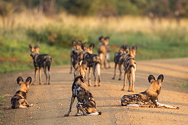 African wild dogs (Lycaon pictus), Madikwe Game Reserve, North West province, South Africa, Africa