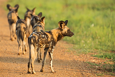 African wild dogs (Lycaon pictus), Madikwe Game Reserve, North West province, South Africa, Africa