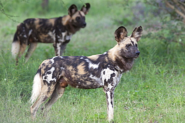 African wild dogs (Lycaon pictus), Madikwe Game Reserve, North West province, South Africa, Africa