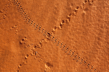 Small animal tracks in sand, Tok Tokkie trail, NamibRand nature reserve, Namibia, Africa