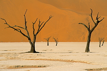 Dead Vlei, Sossusvlei dune field, Namib-Naukluft Park, Namib Desert, Namibia, Africa