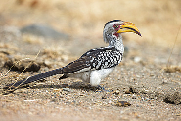 Yellowbilled hornbill (Tockus leucomelas), Kruger National Park, South Africa, Africa