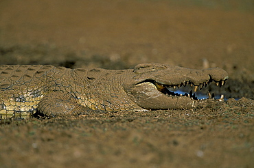 Nile crocodile (Crocodylus niloticus), Kruger National Park, South Africa, Africa