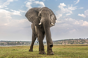 African elephant (Loxodonta africana), Chobe National Park, Botswana, Africa