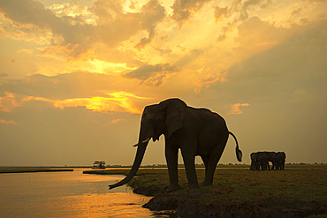 African elephant (Loxodonta africana) at dusk, Chobe National Park, Botswana, Africa