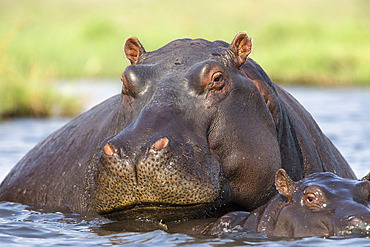 Hippopotamus (Hippopotamus amphibius) in river, Chobe National Park, Botswana, Africa