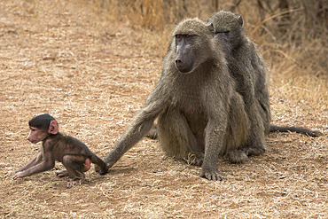 Chacma baboon (Papio cynocephalus ursinus), with baby, Kruger National Park, South Africa, Africa