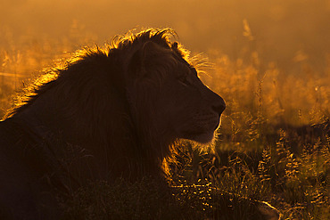 Lion (Panthera leo) at sunrise, Mountain Zebra National Park, Eastern Cape, South Africa, Africa