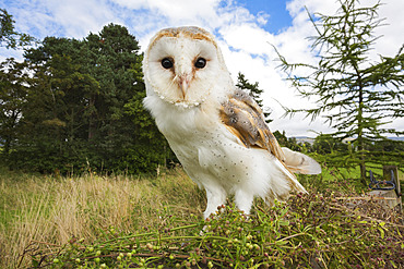 Barn owl (Tyto alba), captive, Cumbria, England, United Kingdom, Europe