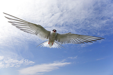 Arctic tern (Sterna paradisaea), in flight, Farne Islands, Northumberland, England, United Kingdom, Europe