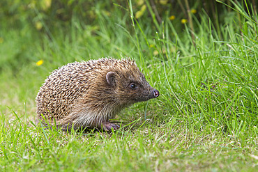 Hedgehog (Erinaceus europaeus), captive, United Kingdom, Europe