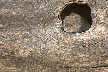 Field vole (Short-tailed vole) (Microtus agrestis), captive, United Kingdom, Europe