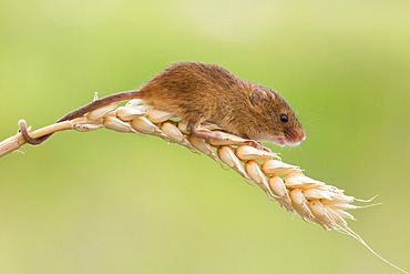 Harvest mouse (Micromys minutus), captive, United Kingdom, Europe