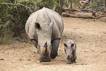 White rhino (Ceratotherium simum) with calf, Kumasinga water hole, Mkhuze game reserve, KwaZulu-Natal, South Africa, Africa