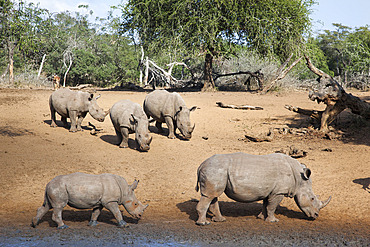 White rhino (Ceratotherium simum), Kumasinga water hole, Mkhuze game reserve, KwaZulu-Natal, South Africa, Africa