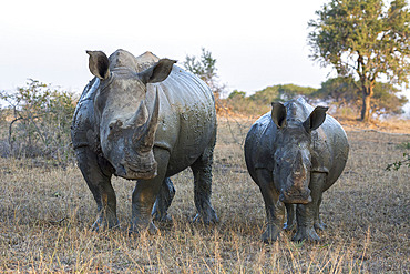 White rhino (Ceratotherium simum) with calf, Hluhluwe-iMfolozi game reserve, KwaZulu-Natal, South Africa, Africa