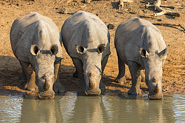 White rhinos (Ceratotherium simum) drinking, Kumasinga water hole, Mkhuze game reserve, KwaZulu-Natal, South Africa, Africa