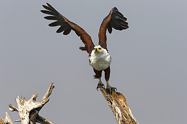 African fish eagle (Haliaeetus vocifer), Chobe National Park, Botswana, Africa