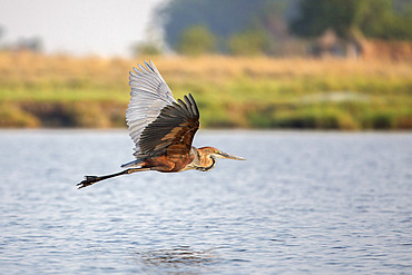 Goliath heron (Ardea goliath) in flight, Chobe National Park, Botswana, Africa