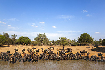 Common (blue) wildebeest (gnu) (Connochaetes taurinus) at water, Mkhuze game reserve, KwaZulu-Natal, South Africa,Africa