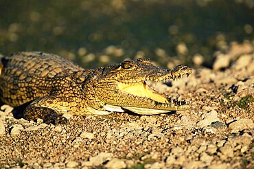 Nile crocodile, Crocodylus niloticus, Kruger National Park, South Africa, Africa