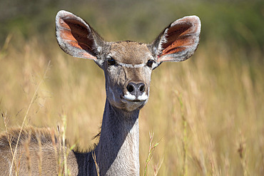 Greater kudu (Tragelaphus strepsiceros) female, Kruger National Park, South Africa, Africa